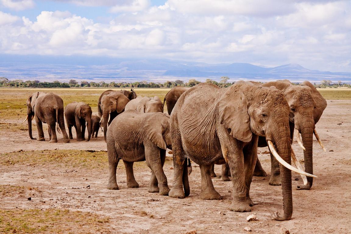 Elefanten, ein Traum in den Nationalparks